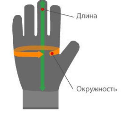 Определение длины и окружности руки